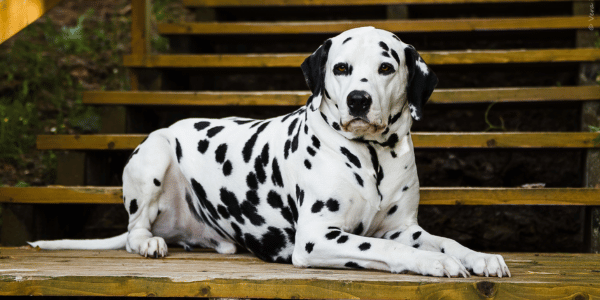 Imagem de um cachorro da raça dalmata