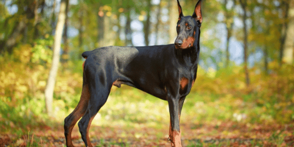 Imagem de um cachorro da raça doberman